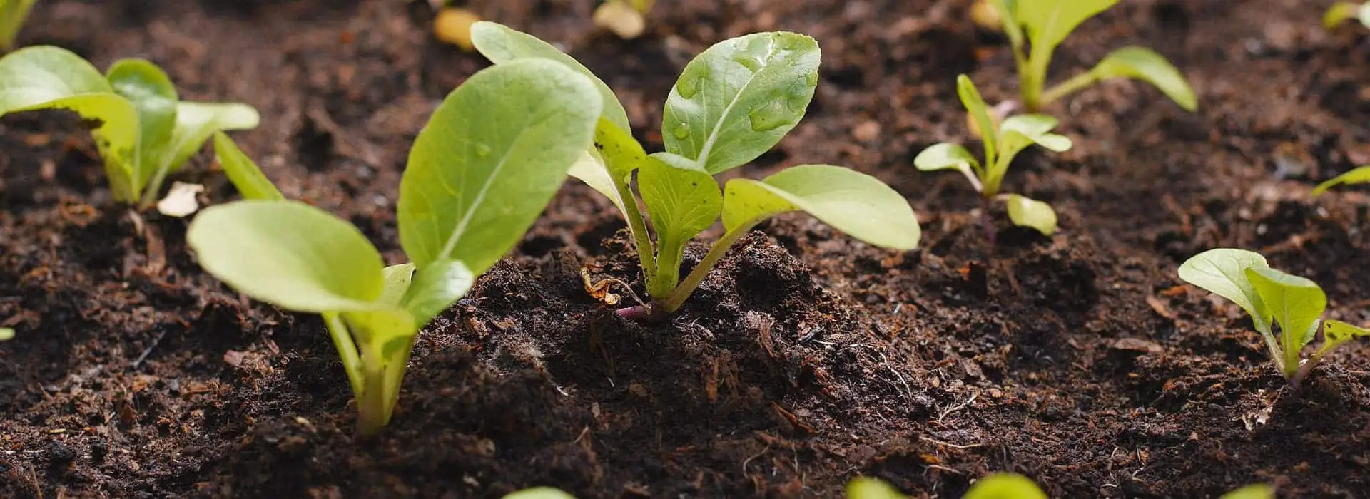 K.K.Coir growing medium banner 4