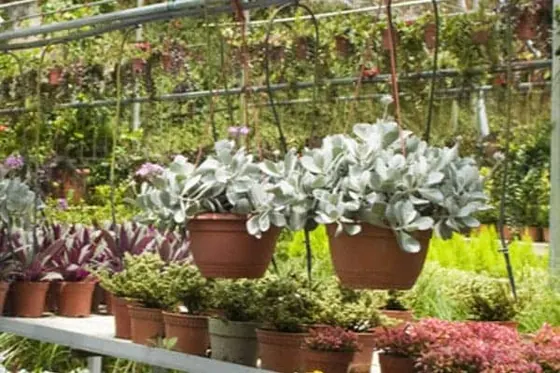 Coir Baskets