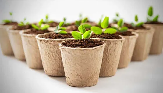 Coir Pots