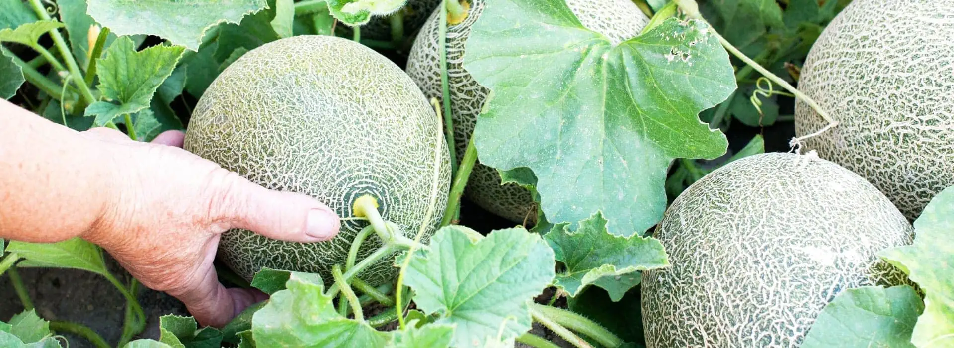K.K.Coir growing medium banner 3