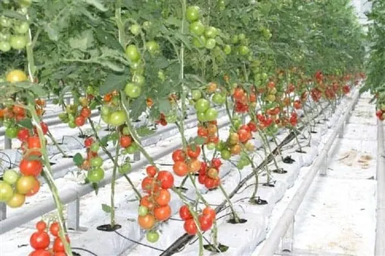Coir Grow Bags
