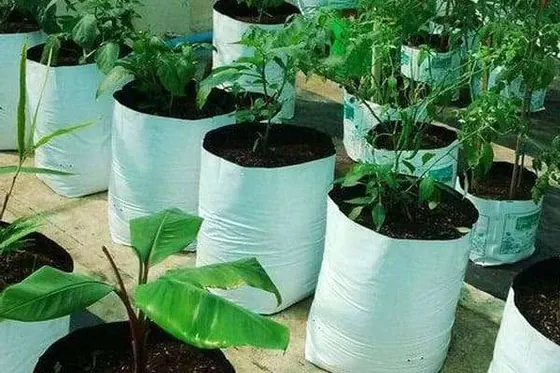 Coir Grow Bags