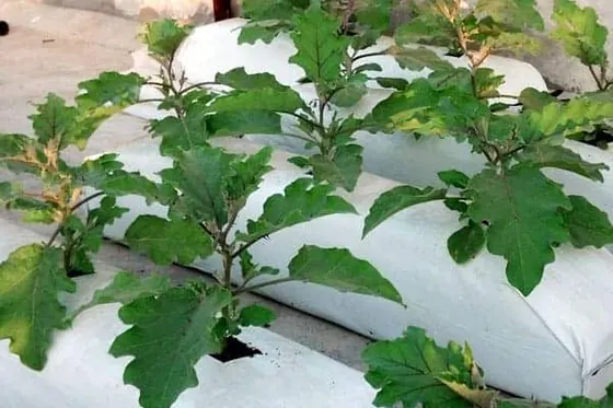 Coir Grow Bags