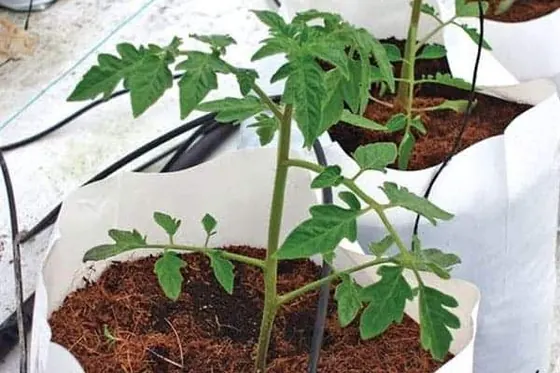 Coir Grow Bags