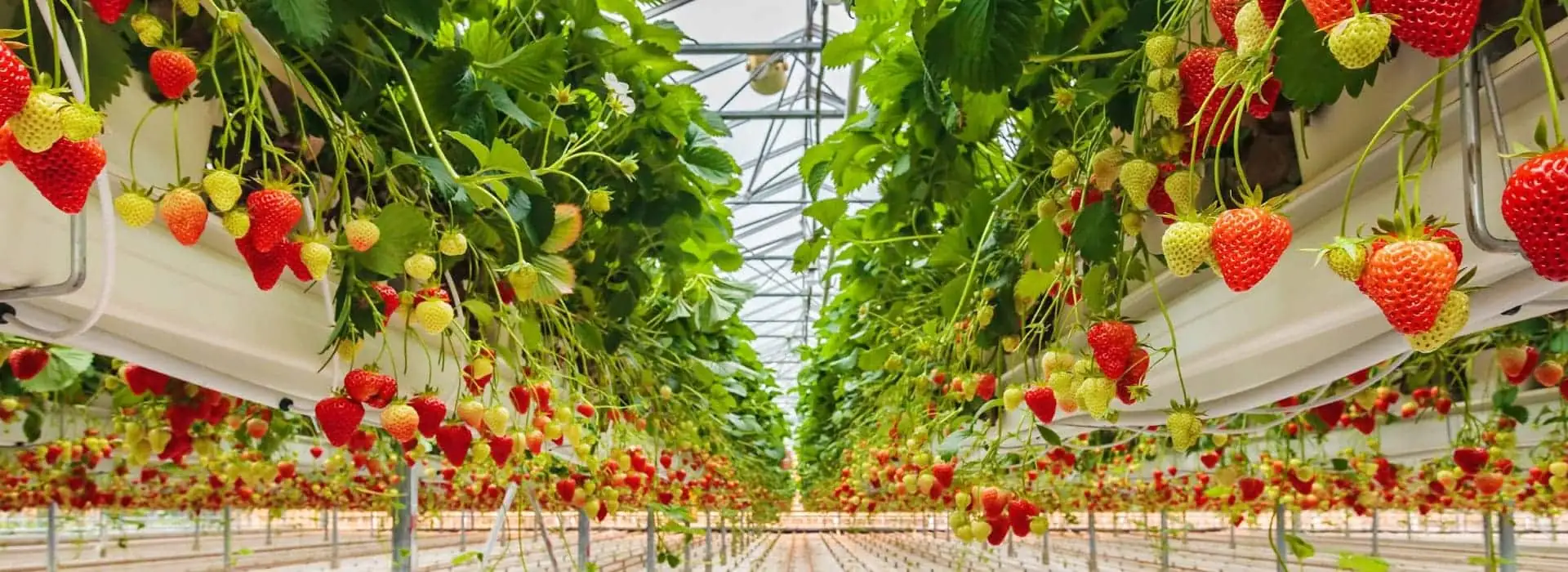 K.K.Coir growing medium banner 1